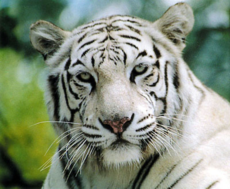 tigre_blanco_02.jpg